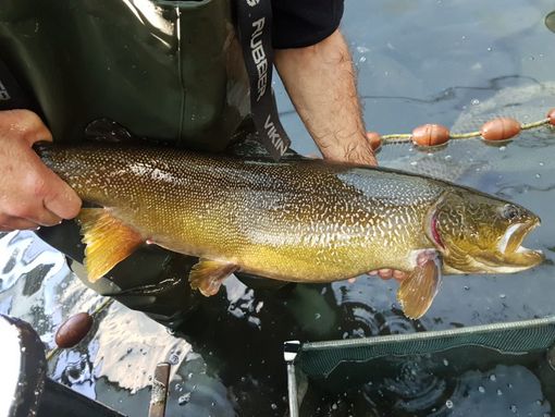 Ad Archetti-Bolamperti-Tondina la gara di pesca di San Bartolomeo Ad Archetti-Bolamperti-Tondina la gara di pesca di San Bartolomeo