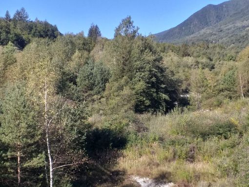 Fiume Melezzo invaso dalla vegetazione, un pericolo