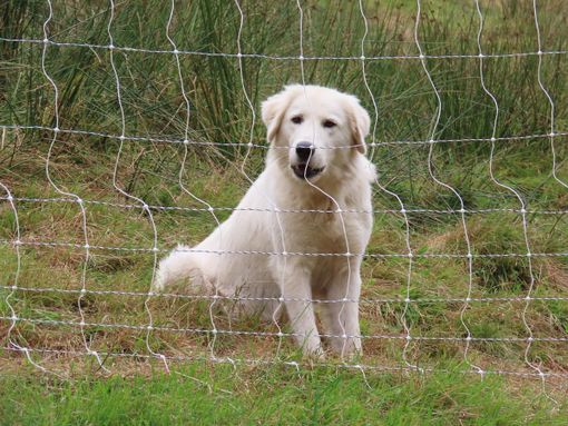 Lupi e sicurezza del bestiame: le indicazioni dei Parchi sui cani da guardiania Lupi e sicurezza del bestiame: le indicazioni dei Parchi sui cani da guardiania