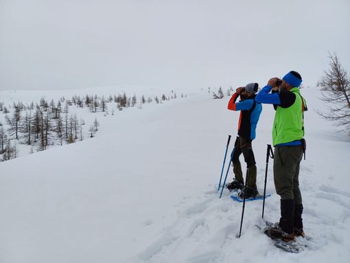 Fagiani di monte più numerosi a Devero (115 esemplari) che in Valle Antrona (34) Fagiani di monte più numerosi a Devero (115 esemplari) che in Valle Antrona (34)