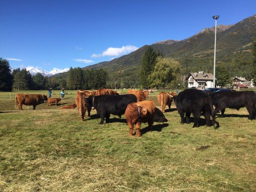 Domenica 1 ottobre torna la Mostra Bovina Domenica 1 ottobre torna la Mostra Bovina