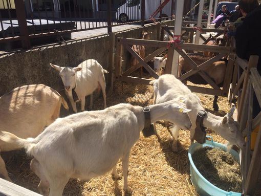 La mostra del capretto apre gli eventi della Pasqua vigezzina