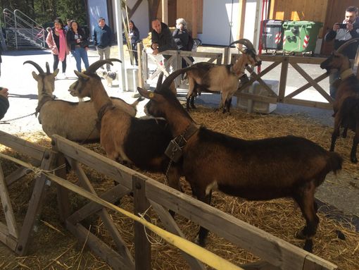 Domenica 2 aprile a Santa Maria torna la tradizionale mostra del Capretto Tipico Vigezzino Domenica 2 aprile a Santa Maria torna la tradizionale mostra del Capretto Tipico Vigezzino