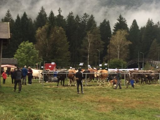 La pioggia non ferma la tradizionale mostra  bovina