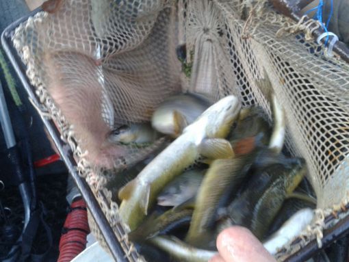 La mancata immissione trote iridee e fario danneggia il tessuto turistico e ricreativo La mancata immissione trote iridee e fario danneggia il tessuto turistico e ricreativo