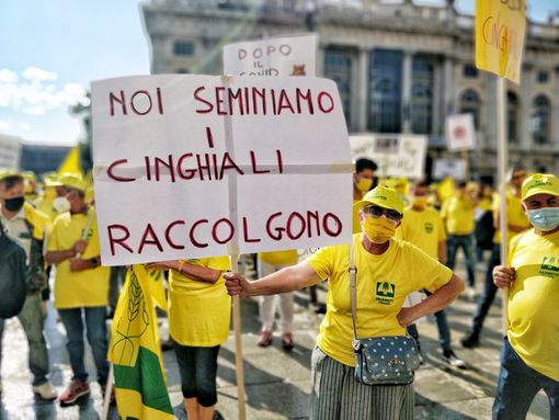 Emergenza cinghiali, agricoltori protestano: "Danni in aumento, intervenire subito"