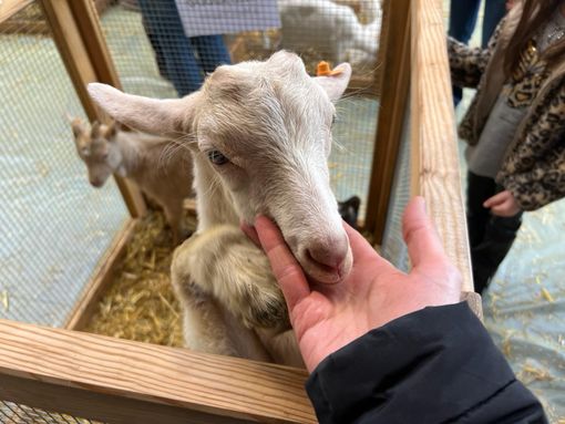 Successo per la Mostra del Capretto vigezzino, ma cresce la preoccupazione per i lupi FOTO