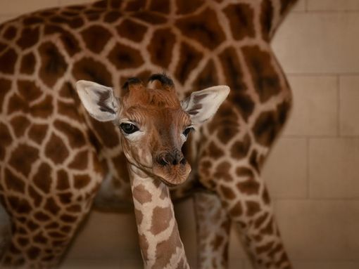 Il miracolo della vita si ripete al Safari Park Lago Maggiore: nasce una piccola giraffa Il miracolo della vita si ripete al Safari Park Lago Maggiore: nasce una piccola giraffa