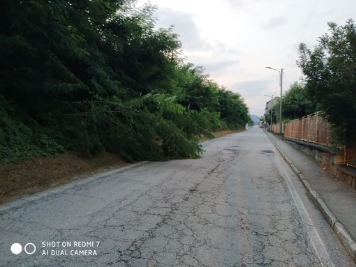 Pianta sulla strada in via Toce a Villadossola