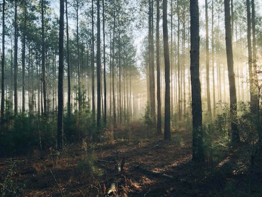 Tutti i parchi dell'Ossola Tutti i parchi dell'Ossola