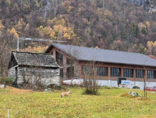 Un lupo davanti alle Terme di Premia