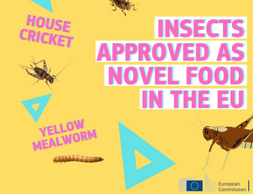 “L’Ue celebra su Twitter il consumo di grilli, tarme della farina gialla e locuste migratorie”