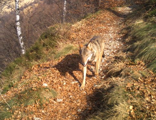 Nuove predazioni del lupo in Valle Vigezzo: vittime alcuni vitelli all'alpe Soglio Nuove predazioni del lupo in Valle Vigezzo: vittime alcuni vitelli all'alpe Soglio
