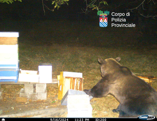 Confermata la presenza dell'orso bruno nel Parco Nazionale Val Grande: il monitoraggio prosegue Confermata la presenza dell'orso bruno nel Parco Nazionale Val Grande: il monitoraggio prosegue