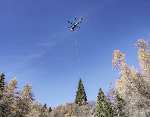 Oggi l'accensione dell'albero a Roma donato dal Piemonte a Papa Francesco