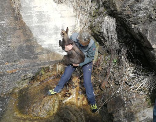 Cucciolo di camoscio finisce in trappola sulle rocce, salvato dalla Polizia provinciale FOTO E VIDEO Cucciolo di camoscio finisce in trappola sulle rocce, salvato dalla Polizia provinciale FOTO E VIDEO