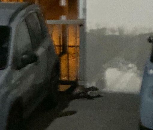 ''Chi paga i danni delle auto danneggiate dalle faine?''
