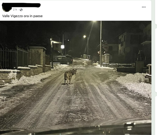 Un lupo fotografato tra le case a Druogno