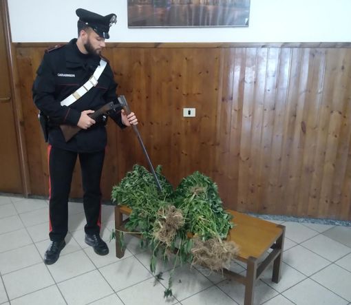 Coltivava cannabis in casa: pregiudicato domese denunciato dai carabinieri Coltivava cannabis in casa: pregiudicato domese denunciato dai carabinieri