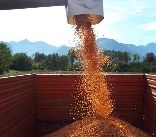 Iniziata la raccolta del mais per la polenta di Beura Iniziata la raccolta del mais per la polenta di Beura