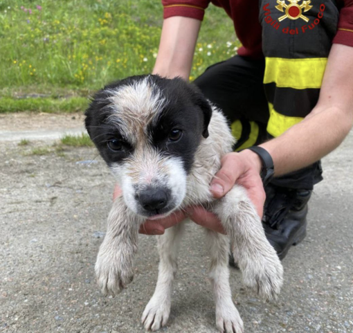 Cucciolo in difficoltà salvato in una forra a Maiesso Cucciolo in difficoltà salvato in una forra a Maiesso
