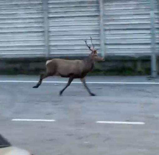 Cervo avvistato in zona Nosere VIDEO