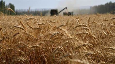 Anche il Piemonte non è immune al drastico calo europeo della produzione di cerali