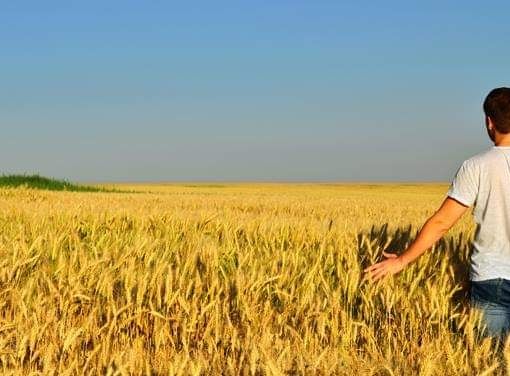 Un bando della Regione a sostegno dei giovani agricoltori piemontesi