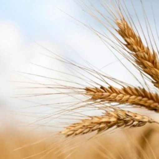 Coldiretti e FS insieme per rafforzare la filiera agroalimentare e salvaguardare il suolo