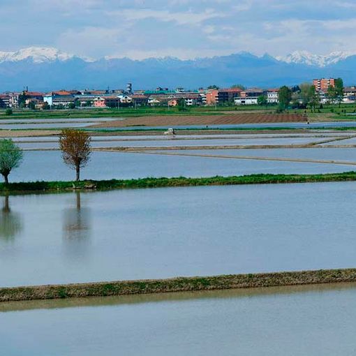 In Piemonte nuove zone per i fitosanitari
