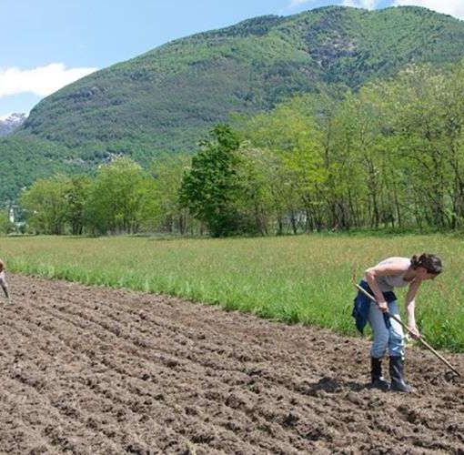 Indennità compensativa, Coldiretti: “Importante l’apertura del bando ma occorre integrare risorse per coprire tutte le domande”