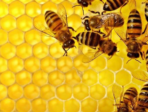 Coldiretti Novara-Vco: sos api, perso il 25% della produzione