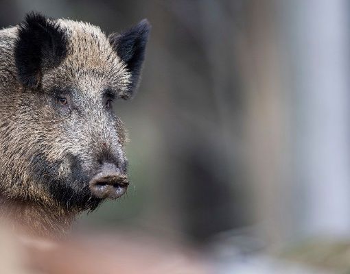 Peste Suina, Coldiretti Novara-Vco: “Inaccettabile situazione di stallo”