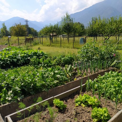 È tempo di vendemmia e raccolta per l'agricoltura ossolana