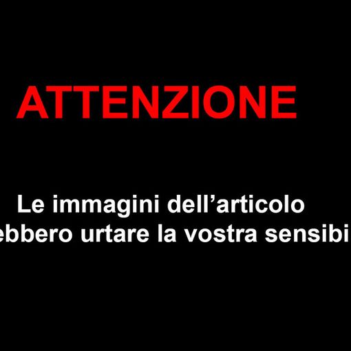 ''Basta con gli attacchi dei lupi, vogliamo essere tutelati''