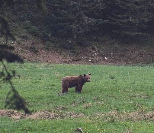 Un orso fotografato in Vigezzo, ma è una fake news