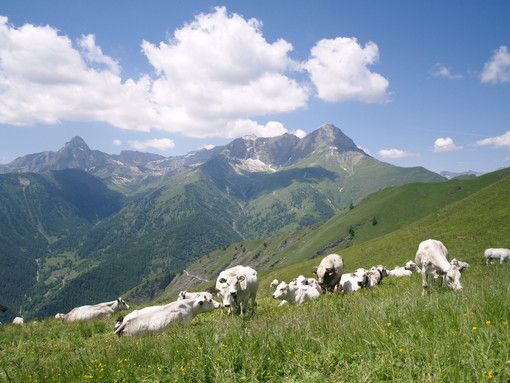 Dalla Regione Piemonte 4 milioni per la viabilità silvo-pastorale