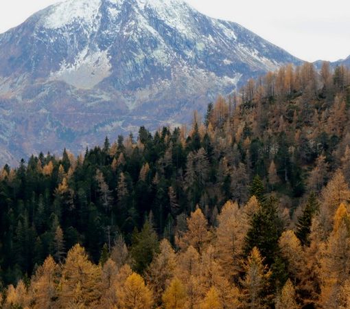 Bognanco adotta il nuovo piano forestale