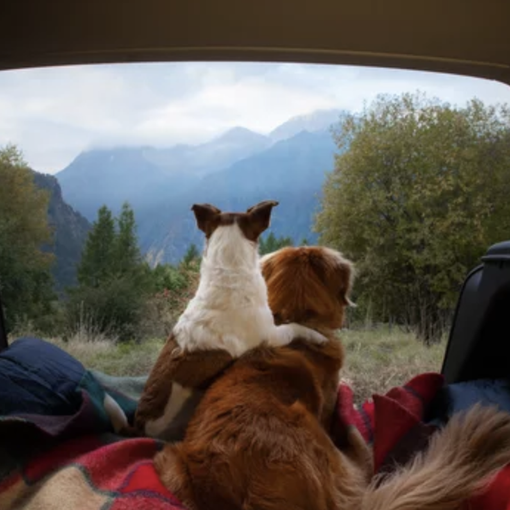 Più facile viaggiare all'estero con il proprio cane: l'idea della Regione Piemonte