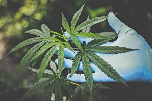 Svizzera, più facile l’accesso ai trattamenti a base di canapa terapeutica