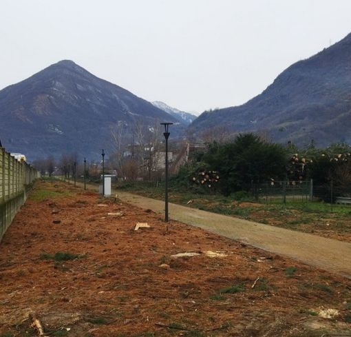 Tagliati gli alberi lungo la ciclabile al Villaggio