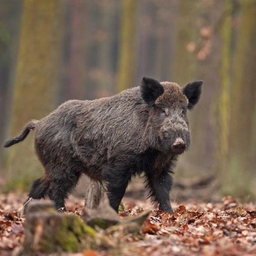 Allarme cinghiali: sarebbero oltre 35 mila in Piemonte