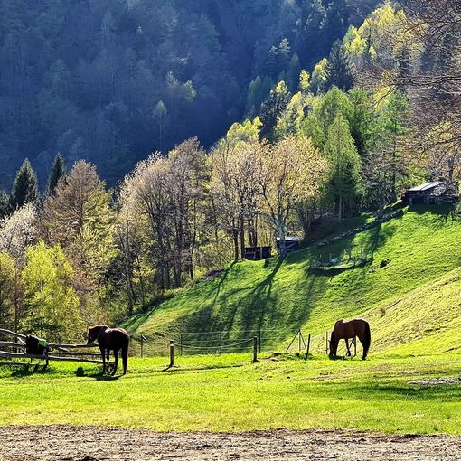 Si conclude la stagione invernale di Domobianca365
