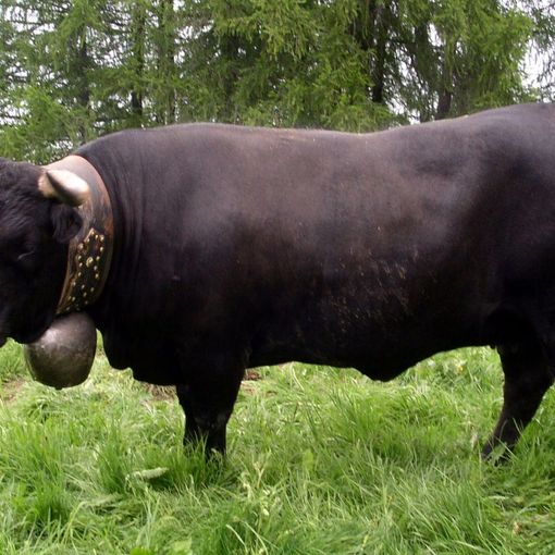 Vallese, automobilista contro una mandria uccide 7 animali: condannato