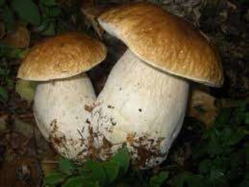 Raccolta funghi: stabiliti regolamento e costi delle tessere