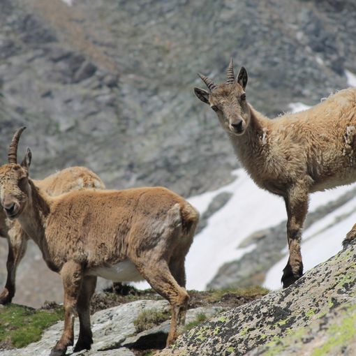 Macugnaga, i lupi sbranano uno stambecco nei pressi di Pecetto