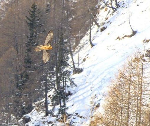 Aumentano gli avvistamenti dei gipeti nei parchi ossolani