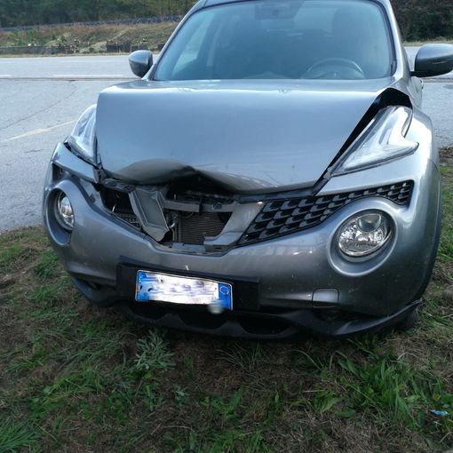 Auto investe un cervo a Pallanzeno