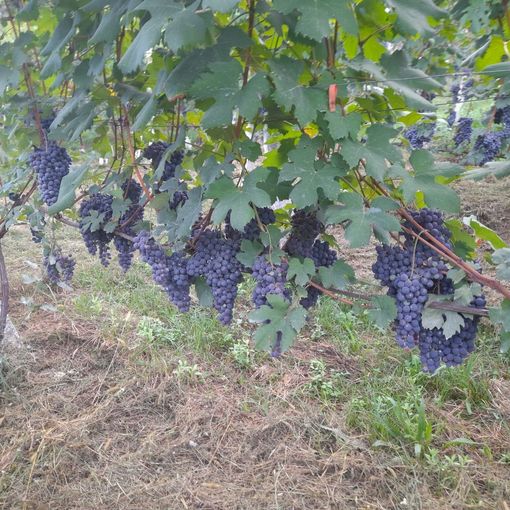 Inizia la vendemmia delle uve ossolane