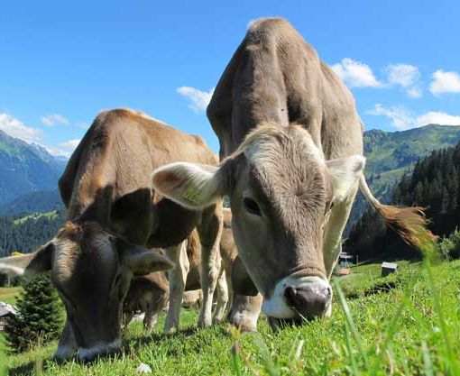 Coldiretti, Ue: bene cambio di passo stop visione ideologica